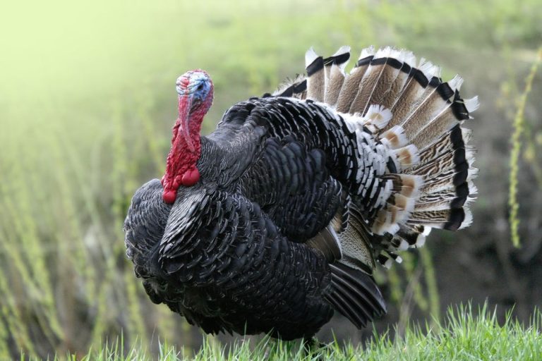 wild-turkey